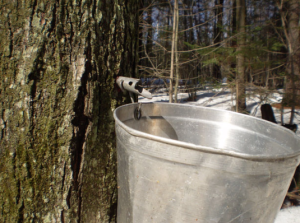 maple-tapping